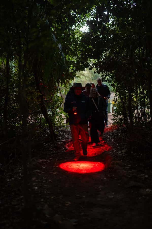 Gold Coast: Evening Rainforest and Glow Worm Experience - Key points to know before you book