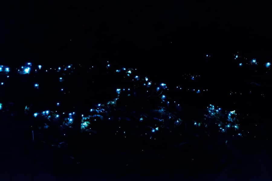 Gold Coast: Evening Rainforest and Glow Worm Experience - Why this night tour feels different from a daytime forest visit