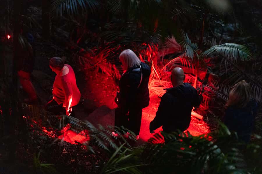 Gold Coast: Evening Rainforest and Glow Worm Experience - Glow worms in their natural setting