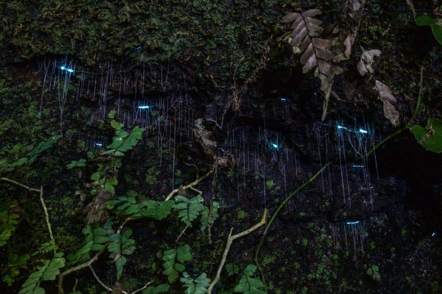 Gold Coast: Evening Rainforest and Glow Worm Experience - From Surfers Paradise to Tamborine Mountain