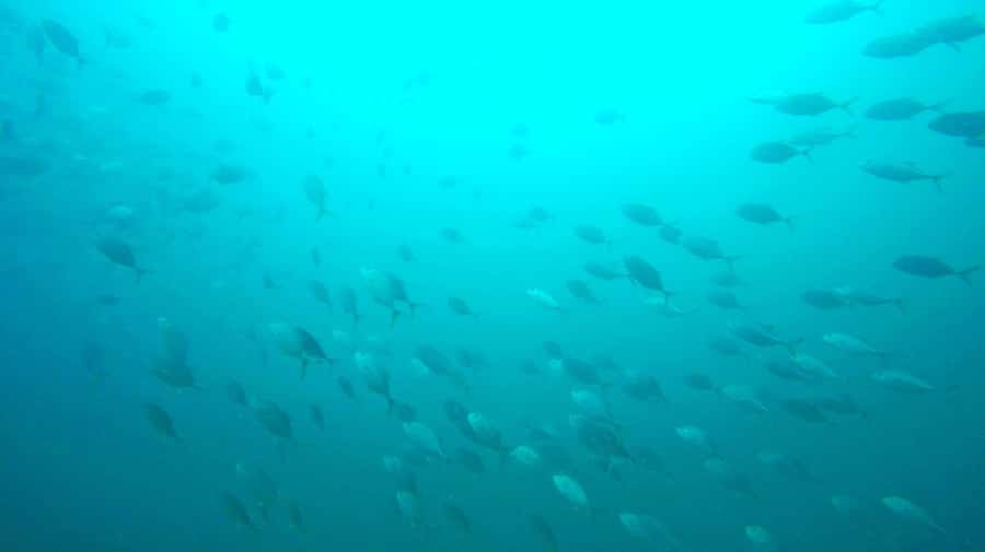 Gold Coast: Introductory SCUBA Diving Experience - How long four hours really feels