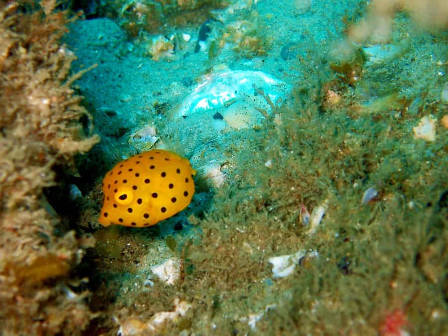 Gold Coast: Introductory SCUBA Diving Experience - Health, age, and access considerations