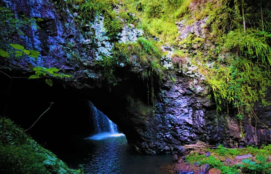 Gold Coast: Kangaroos, Rainforest & Waterfalls Experience - From Gold Coast streets to Springbrook rainforest