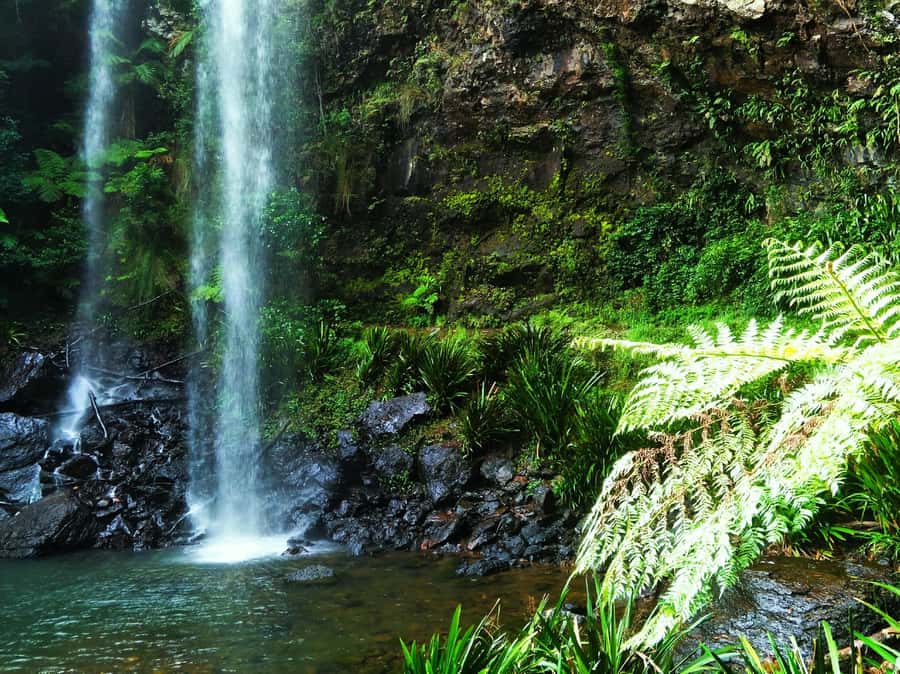 Gold Coast: Kangaroos, Rainforest & Waterfalls Experience - Natural Bridge and the first look at Springbrook