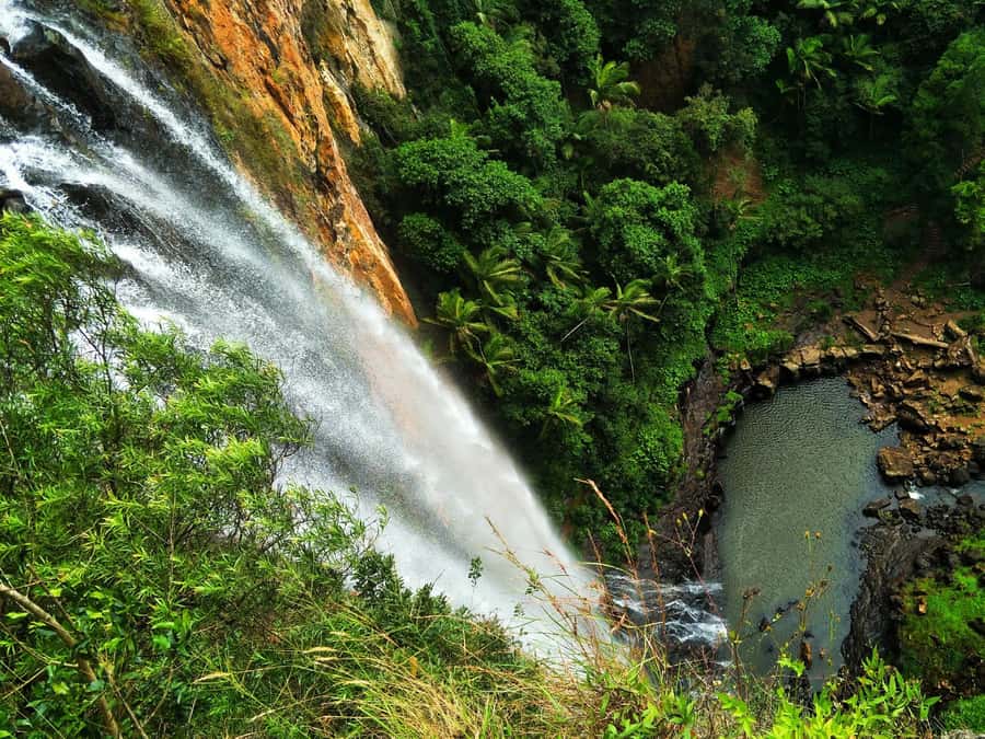Gold Coast: Kangaroos, Rainforest & Waterfalls Experience - Gondwana rainforest with a guide who pays attention