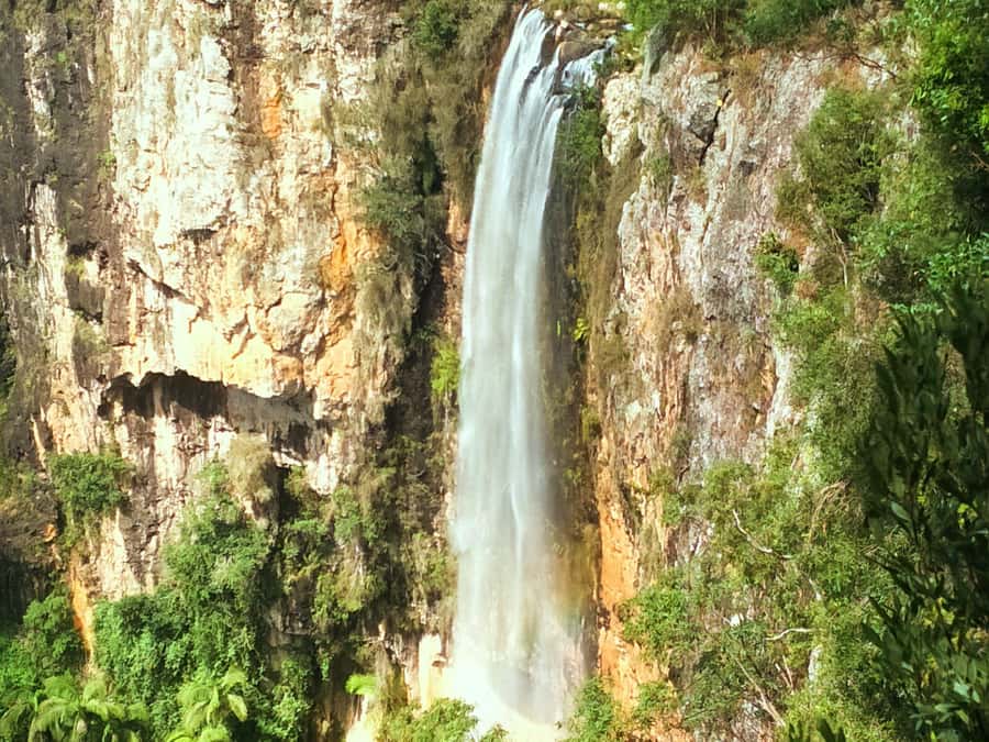 Gold Coast: Kangaroos, Rainforest & Waterfalls Experience - A private day or a more personal group outing