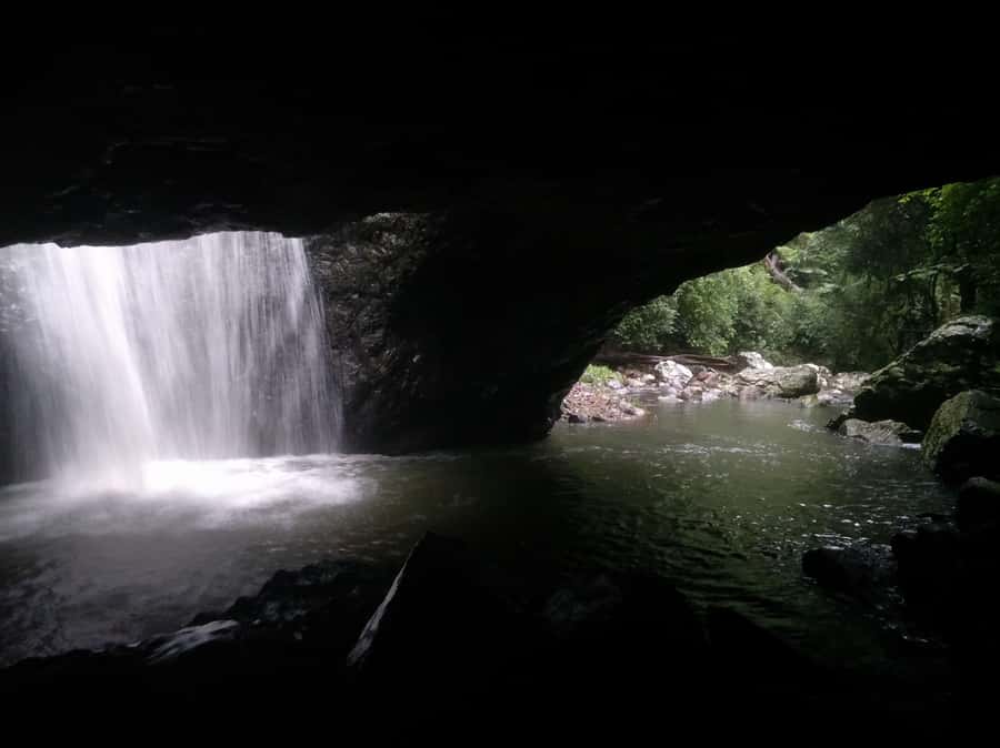 Gold Coast: Kangaroos, Rainforest & Waterfalls Experience - Should you book the kangaroos, rainforest, and waterfalls tour?