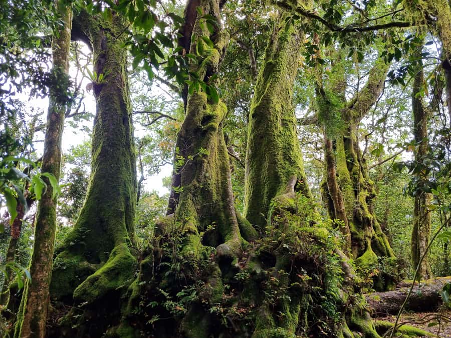 Gold Coast: Kangaroos, Rainforest & Waterfalls Experience - Three waterfall bases and a long stretch of forest
