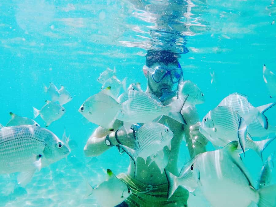 Gold Coast: Kayaking and Snorkeling Guided Tour - Key points at a glance