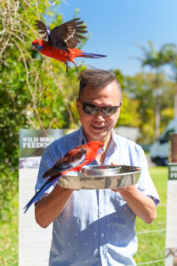 Gold Coast: Lamington Treetops, Wildlife and Vineyard Visit - From Gold Coast beaches to Lamington rainforest