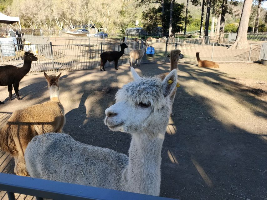 Gold Coast: Lamington Treetops, Wildlife and Vineyard Visit - Guides shape the day