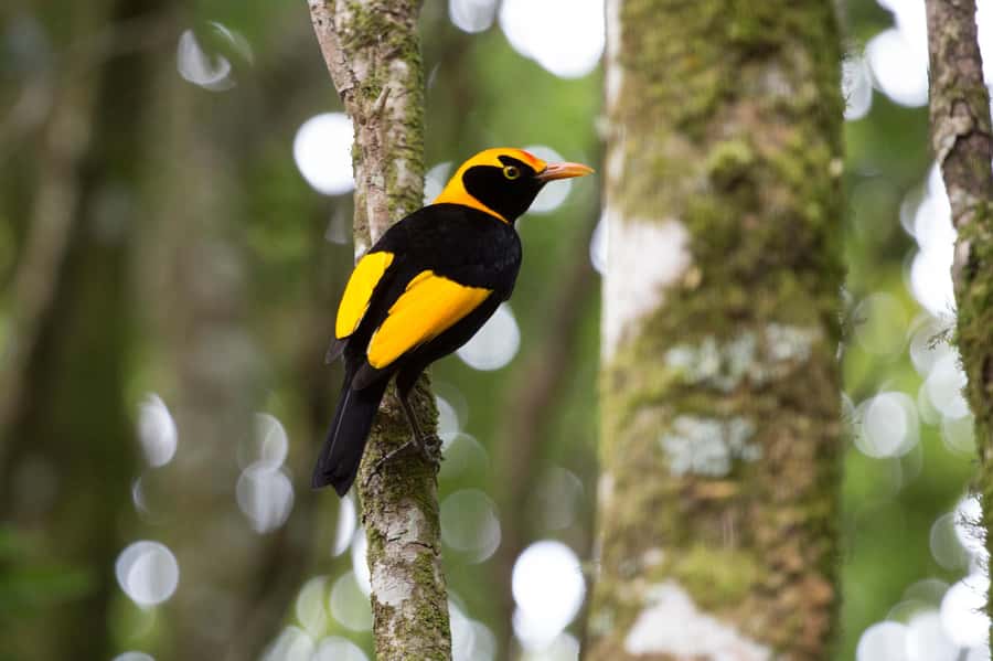 Gold Coast: Lamington Treetops, Wildlife and Vineyard Visit - Practical details that can save you trouble