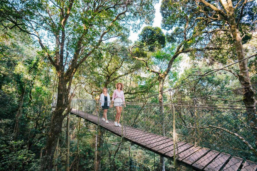 Gold Coast: Lamington Treetops, Wildlife and Vineyard Visit - Lamington National Park and its treetop views