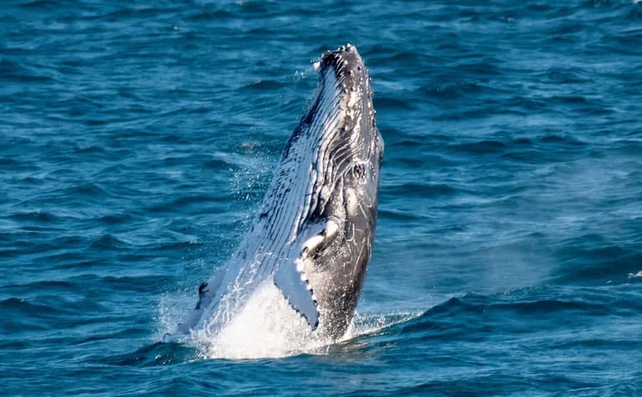 Gold Coast: Luxury Whale Watching Tour - Key points to know before booking