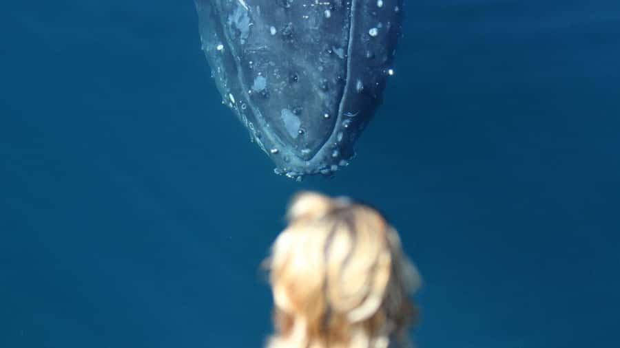 Gold Coast: Luxury Whale Watching Tour - Practical advice for a better outing