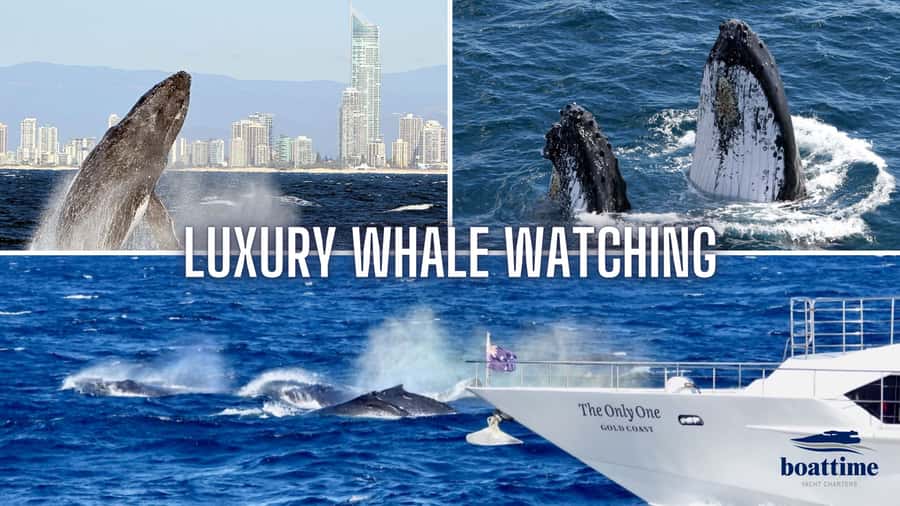 Gold Coast: Luxury Whale Watching Tour - Following the Gold Coast humpback migration