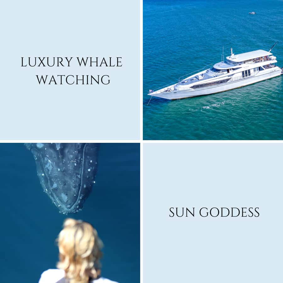 Gold Coast: Luxury Whale Watching Tour - How the 150-minute cruise unfolds