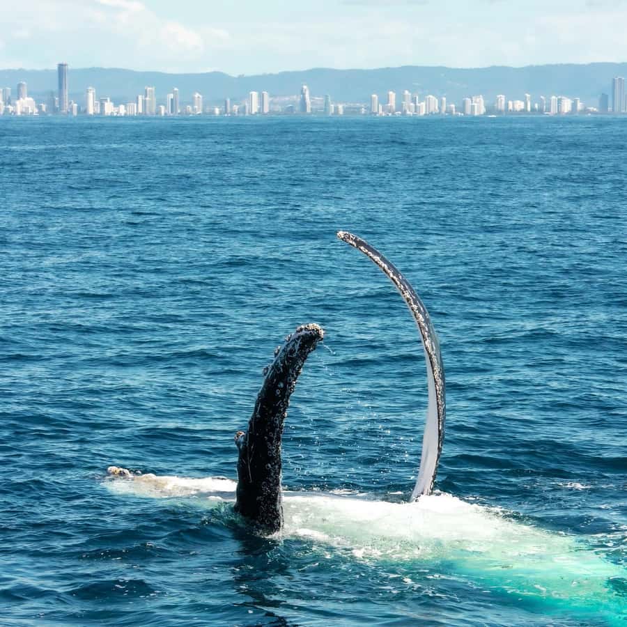 Gold Coast: Luxury Whale Watching Tour - The best time to choose