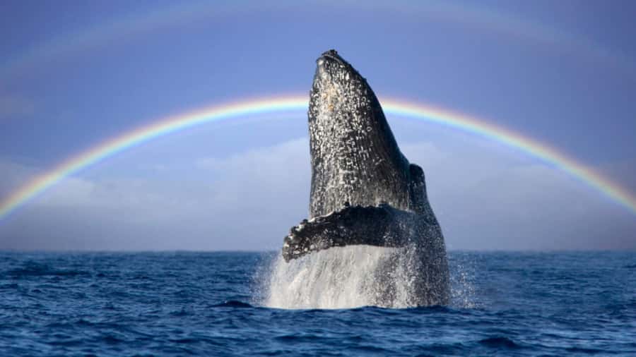 Gold Coast: Luxury Whale Watching Tour - Comfort, motion sickness, and mobility