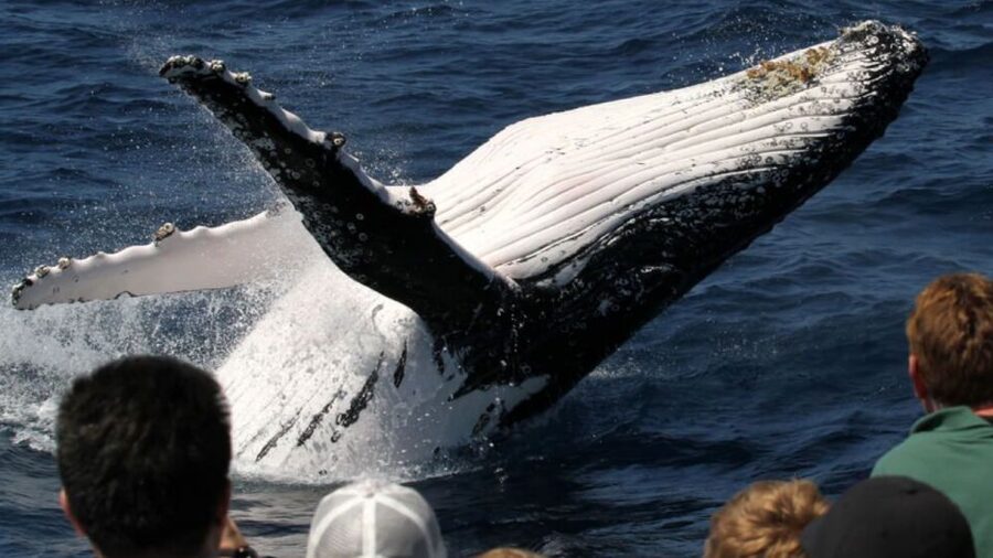 Gold Coast: Luxury Whale Watching Tour - Is the $53 price good value?