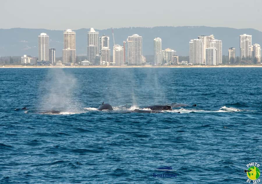 Gold Coast: Luxury Whale Watching Tour - Who will enjoy this cruise most?
