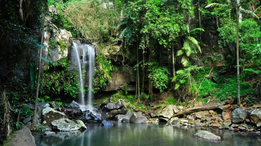 Gold Coast: Mount Tamborine Kangaroo and Koala Day Tour - Key points at a glance