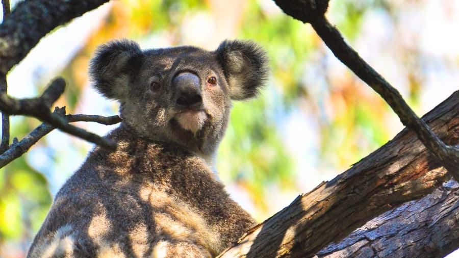 Gold Coast: Mount Tamborine Kangaroo and Koala Day Tour - Why this five-hour outing works