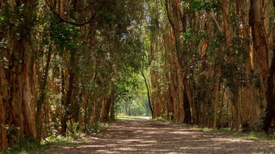 Gold Coast: Mount Tamborine Kangaroo and Koala Day Tour - Mount Tamborine and the old-fashioned stop at The Manor