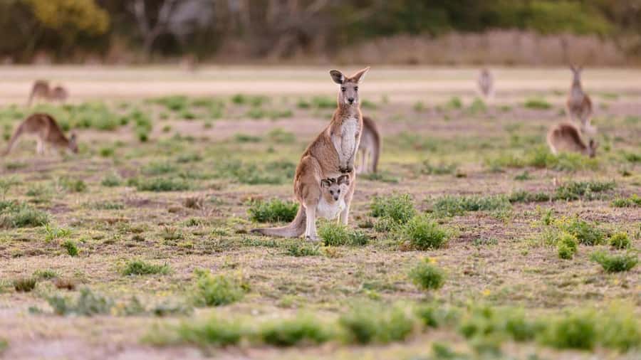 Gold Coast: Mount Tamborine Kangaroo and Koala Day Tour - Coombabah Lake, where the wildlife is the star
