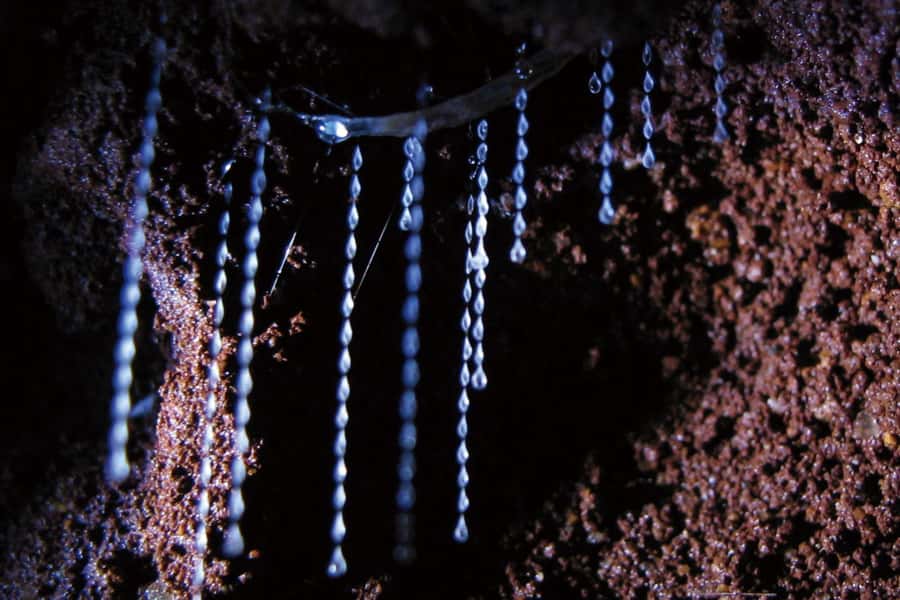 Gold Coast: Natural Bridge Glow Worm Night Tour - Why the glow worms are worth the evening trip