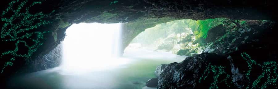Gold Coast: Natural Bridge Glow Worm Night Tour - Walking through Springbrook after dark