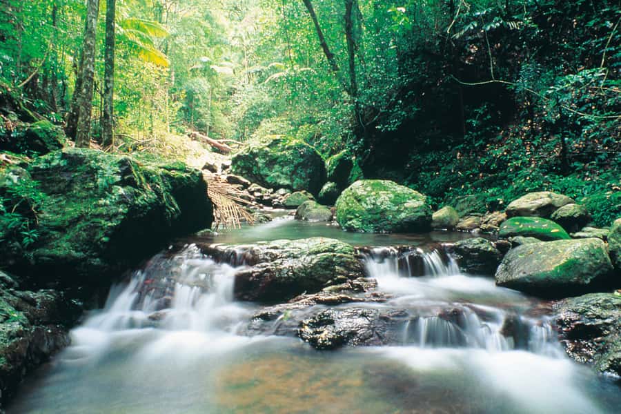 Gold Coast: Natural Bridge Glow Worm Night Tour - Practical advice for a smoother evening