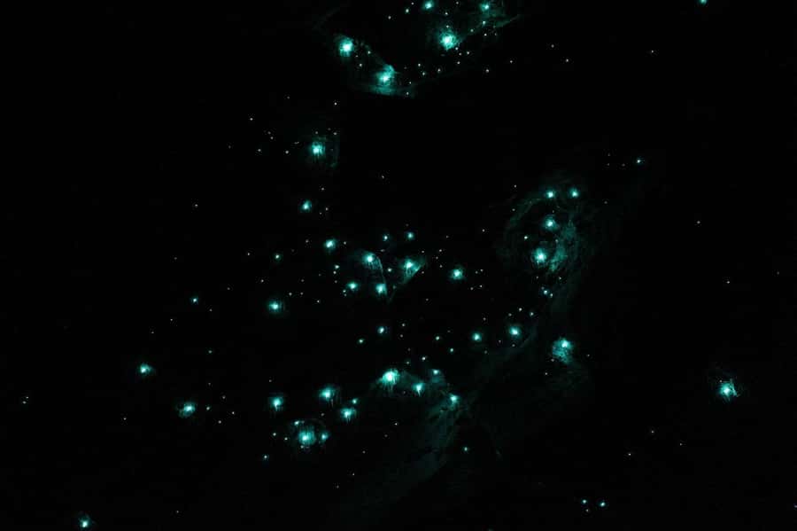 Gold Coast: Natural Bridge Glow Worm Night Tour - Should you book the Natural Bridge glow worm tour?