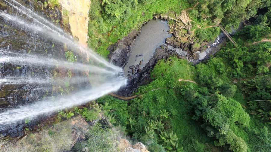 Gold Coast: Natural Bridge & Springbrook Waterfalls Tour - Best of All Lookout and the Antarctic Beech Forest