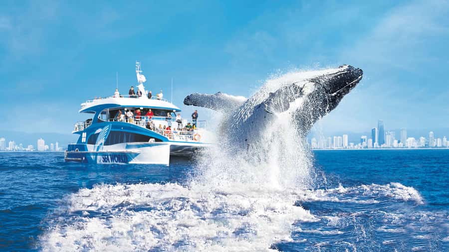 Gold Coast: Premium Whale Watching Cruise - Key points at a glance