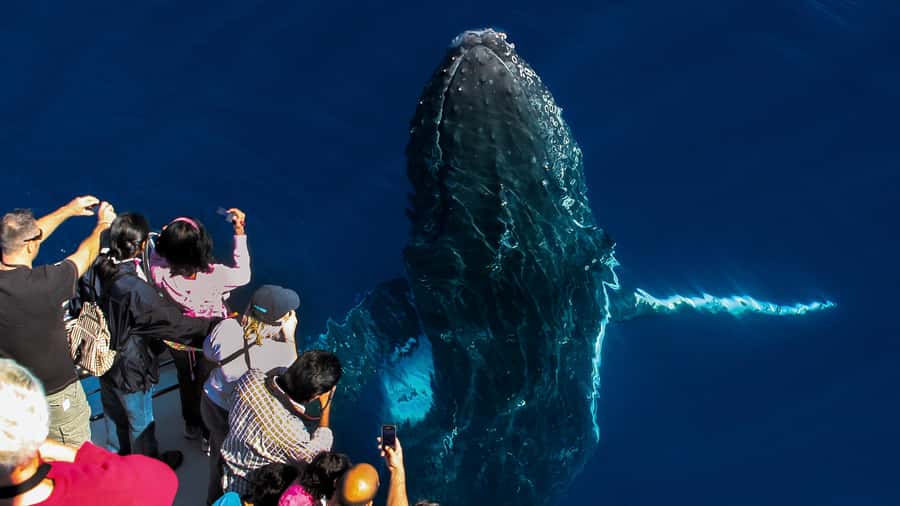 Gold Coast: Premium Whale Watching Cruise - What whale watching actually looks like