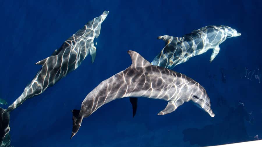 Gold Coast: Premium Whale Watching Cruise - Hearing whales below the surface
