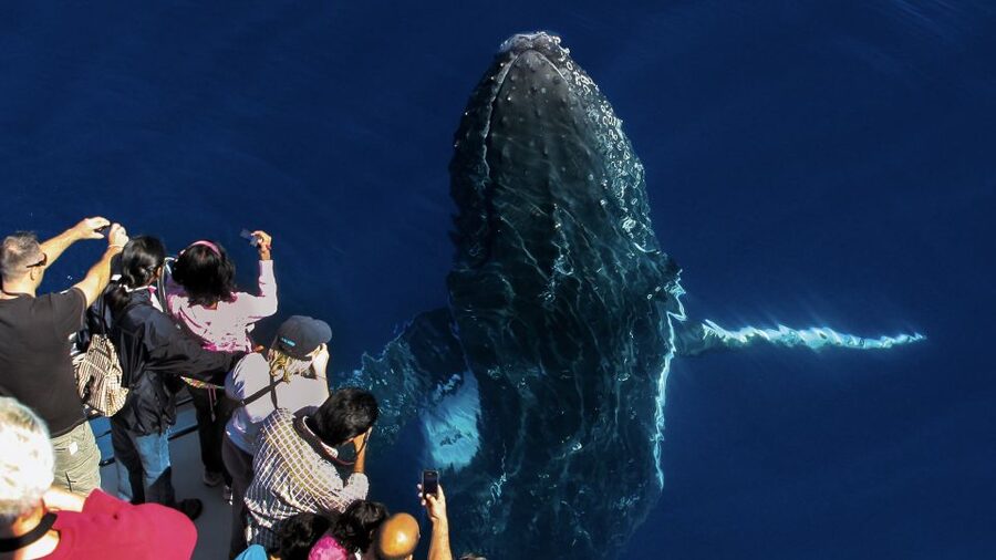 Gold Coast: Premium Whale Watching Cruise - The crew and the value of expert commentary