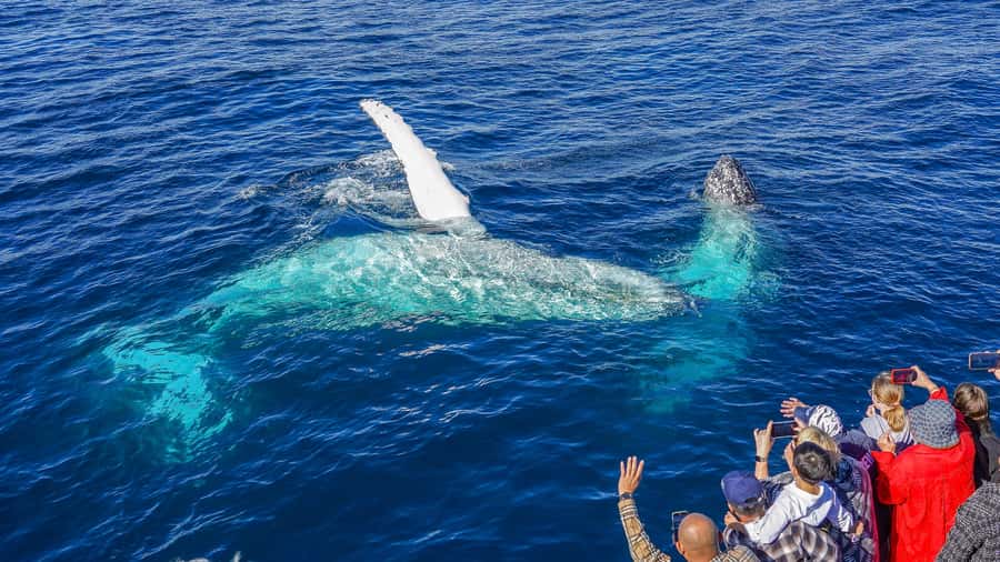 Gold Coast: Premium Whale Watching Cruise - Choosing your departure time