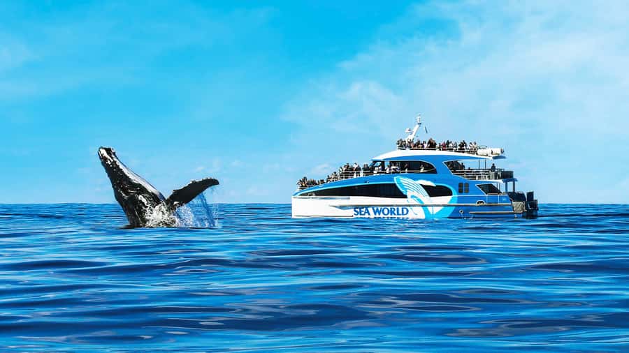 Gold Coast: Premium Whale Watching Cruise - The 150-minute run toward the whales