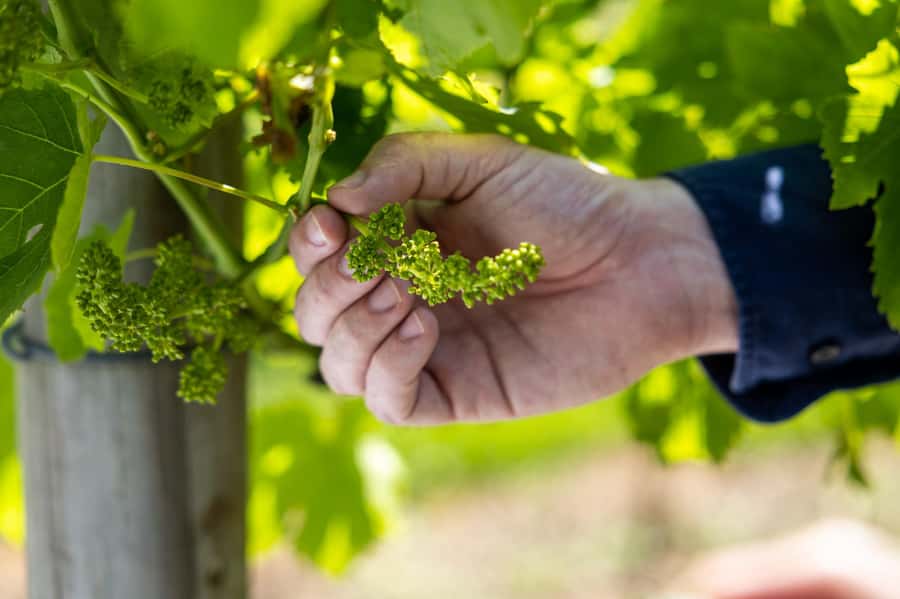 Gold Coast: Premium Wine Tour with Gourmet Lunch - Quick take: what makes this tour worthwhile