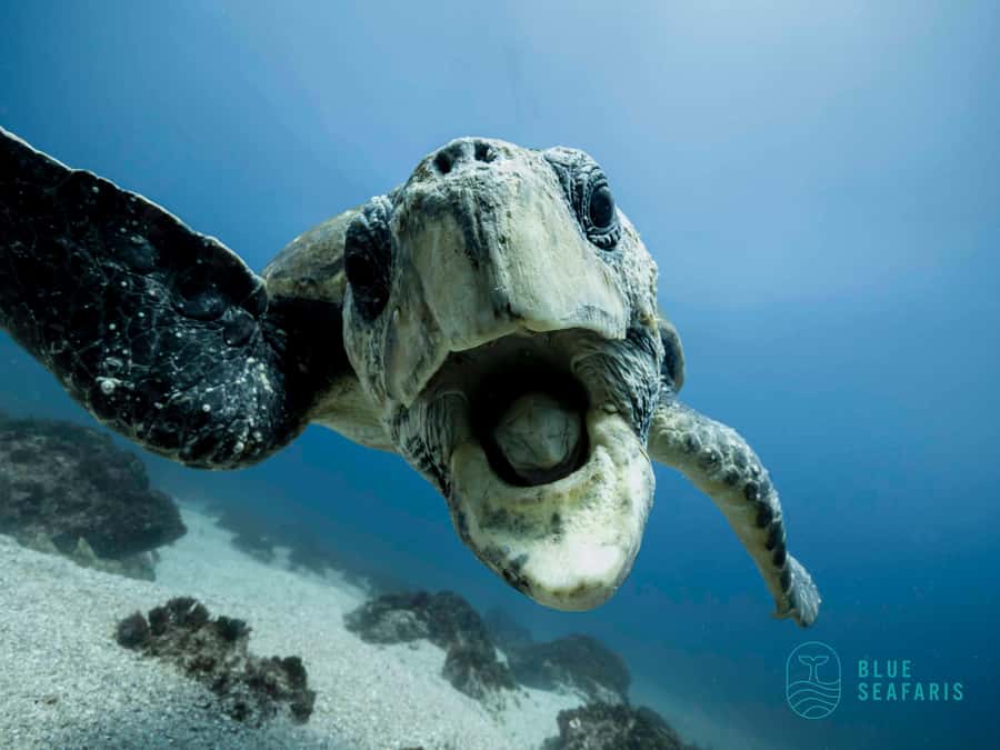 Gold Coast: Snorkel with Turtles - Cook Island, a turtle stop just offshore
