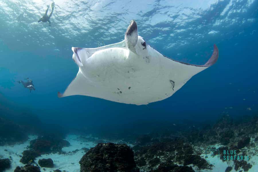 Gold Coast: Snorkel with Turtles - The animals you may meet