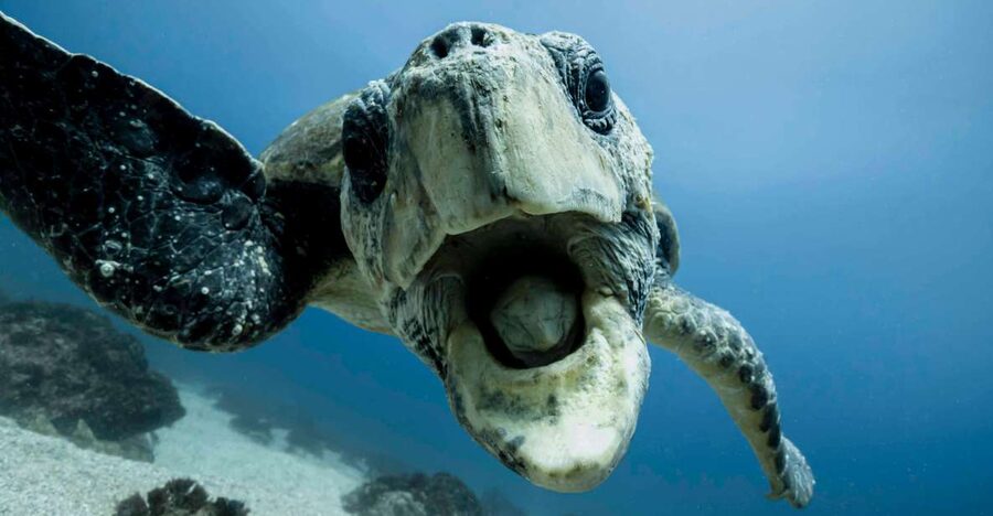 Gold Coast: Snorkel with Turtles - Visibility, weather, and the honest drawbacks