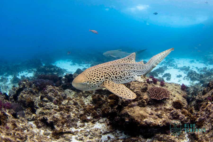 Gold Coast: Snorkel with Turtles - From the Fingal Head jetty to the reserve