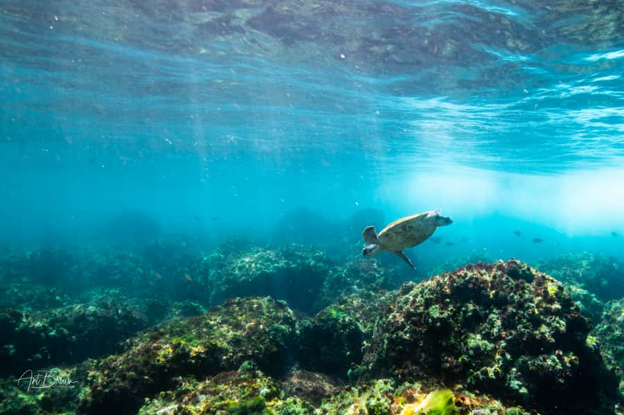 Gold Coast: Snorkeling with Turtles Half-Day Tour - Key points to know before booking