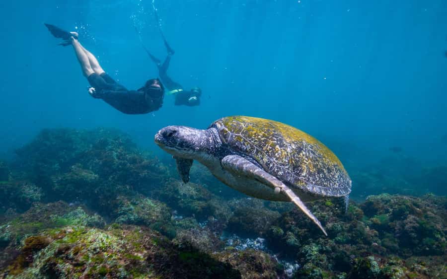 Gold Coast: Snorkeling with Turtles Half-Day Tour - Cook Island, a turtle reserve just offshore