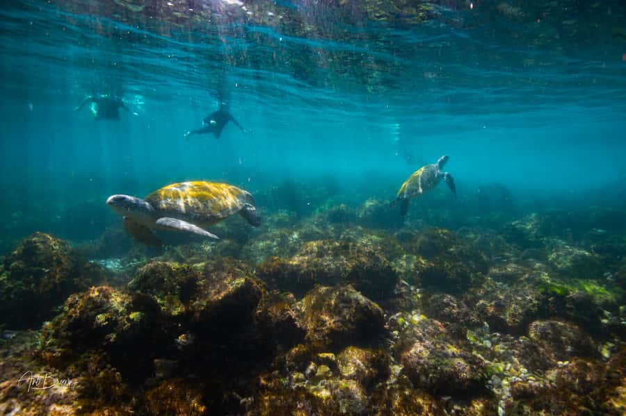 Gold Coast: Snorkeling with Turtles Half-Day Tour - The 20-minute ride down the Tweed River