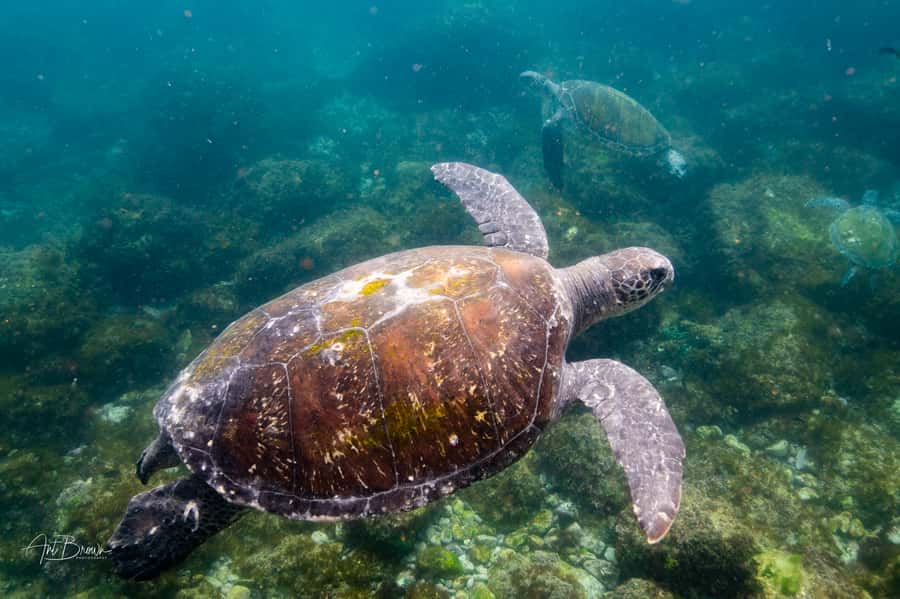 Gold Coast: Snorkeling with Turtles Half-Day Tour - Getting comfortable before entering the water