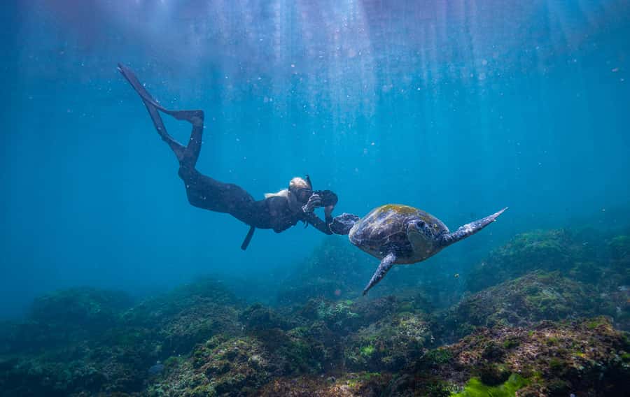 Gold Coast: Snorkeling with Turtles Half-Day Tour - Snorkeling with turtles and reef life